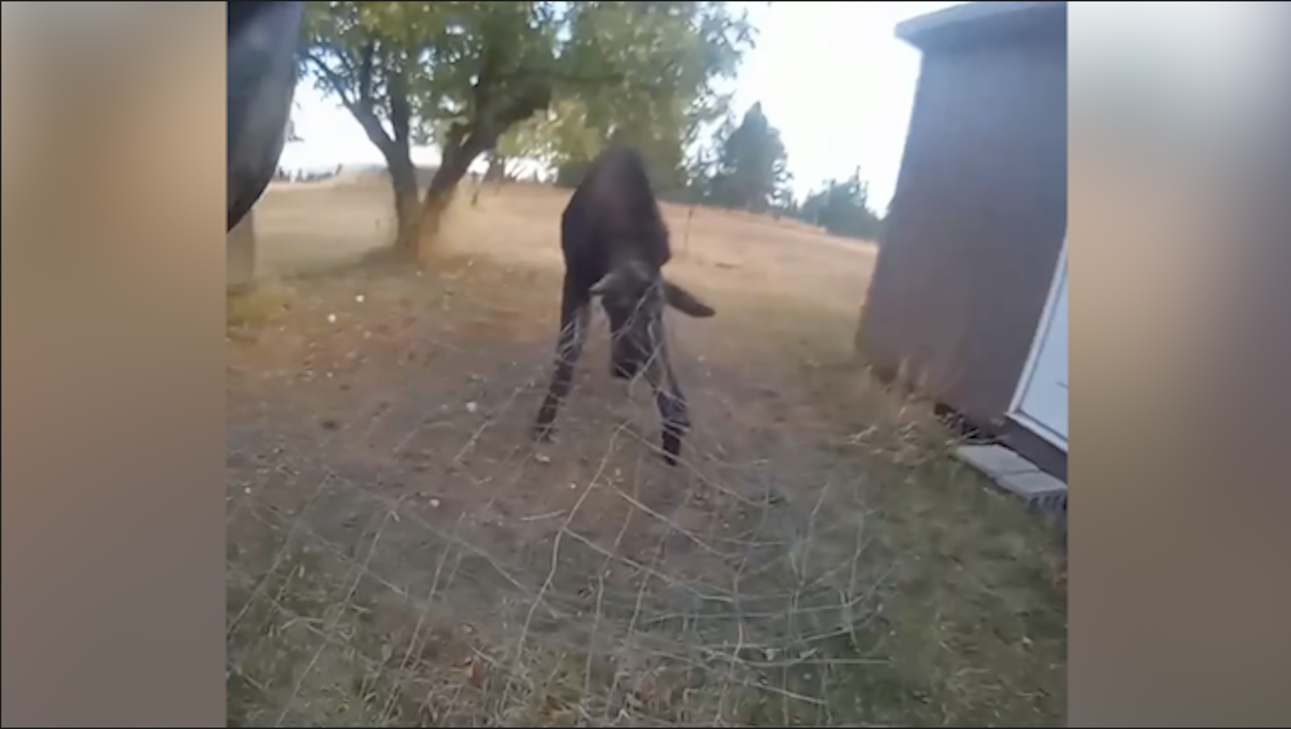 WATCH: Moose having 'beef' with wires rescued by police   — WESH 2 Orlando