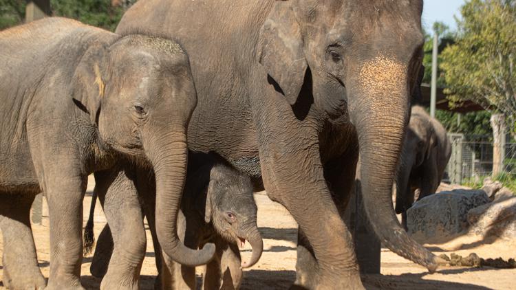 Houston Zoo makes emotional announcement involving Kirby and two other beloved elephants — KHOU 11 (Houston), Houston Community news