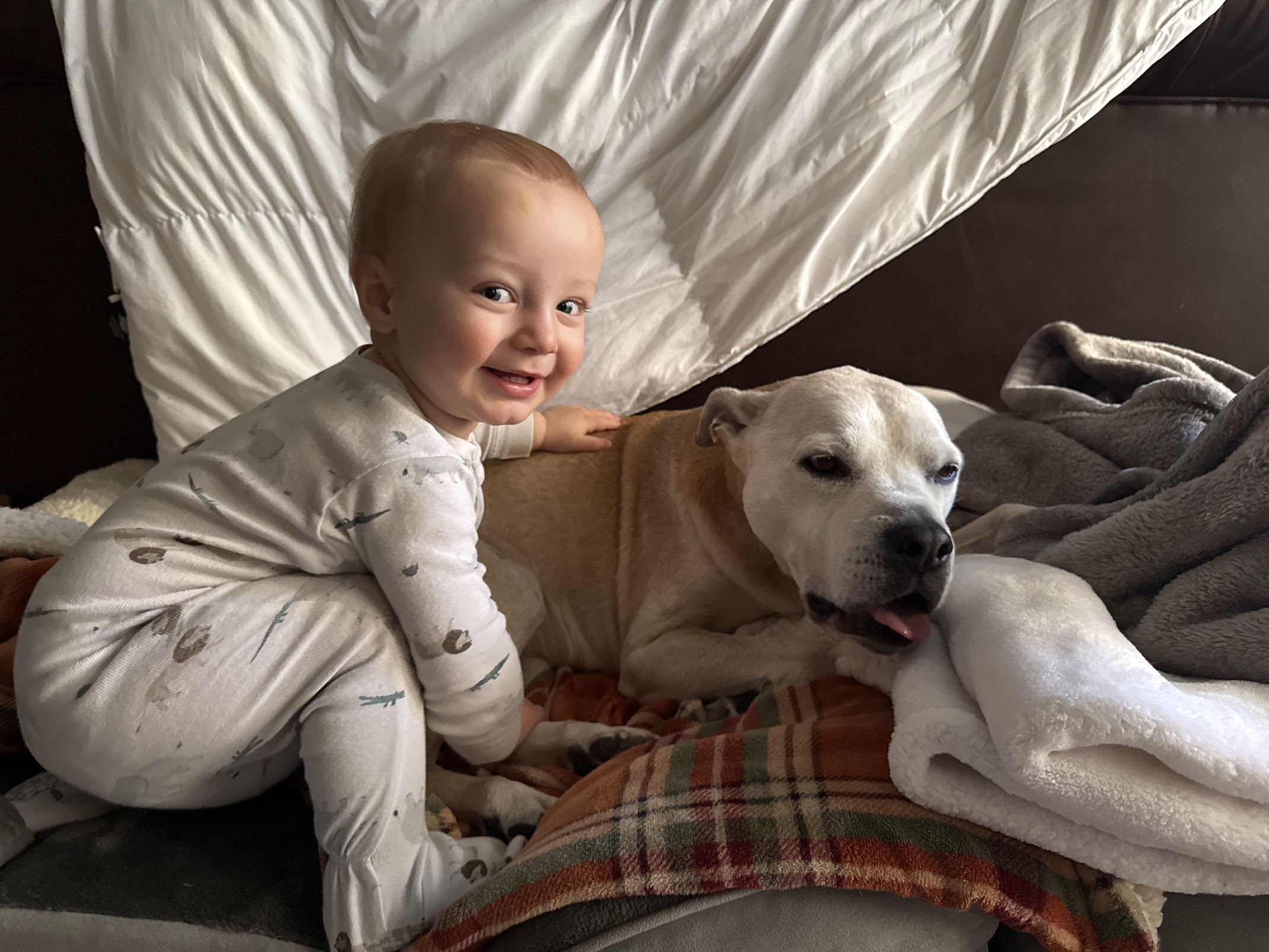 A smiling baby sitting next to a content pitbull under blankets
