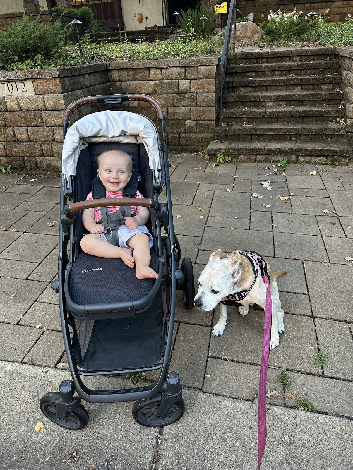 Baby in stroller with relaxed pitbull