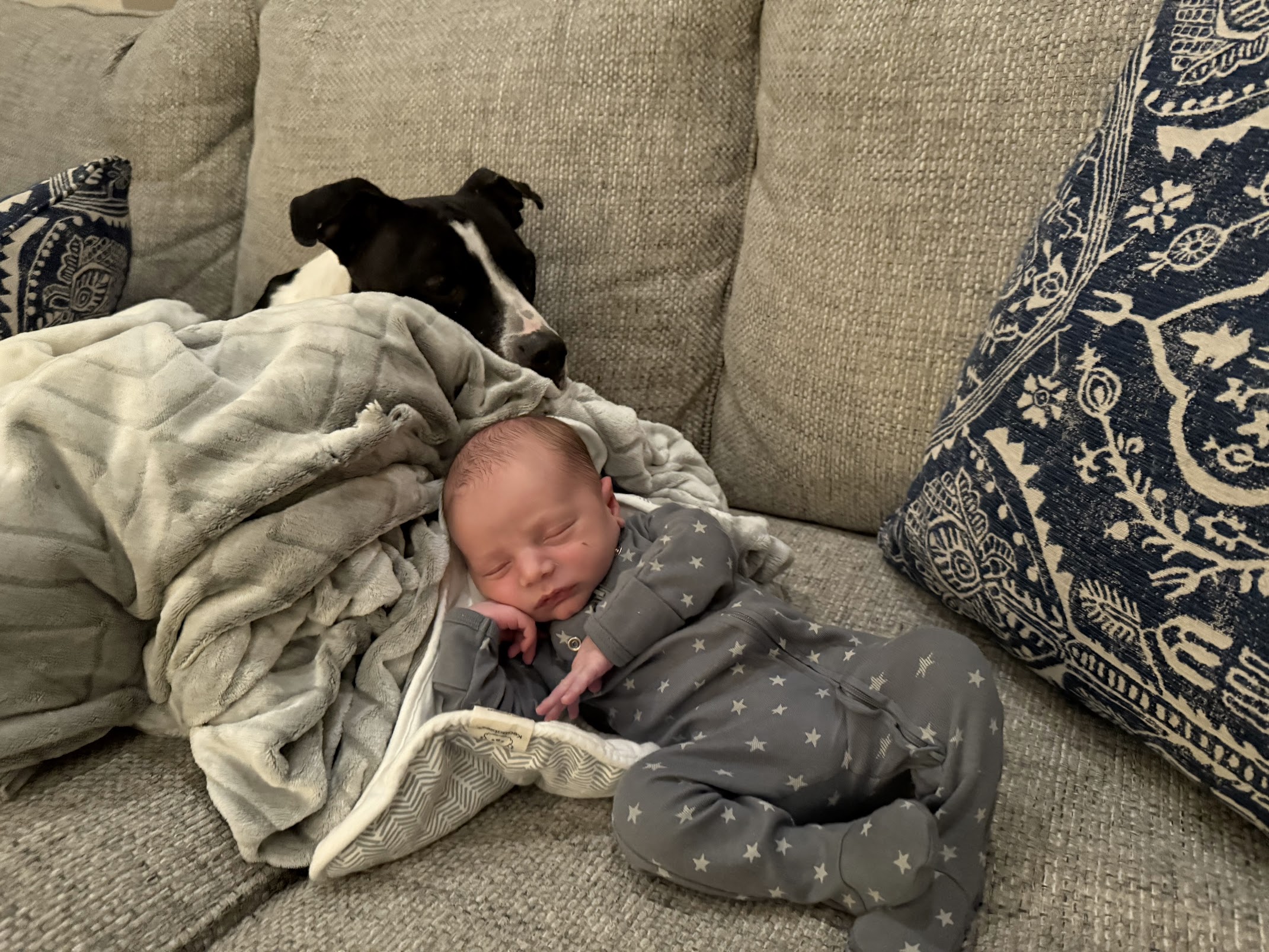 A black and white pitbull watching over a sleeping newborn on the couch