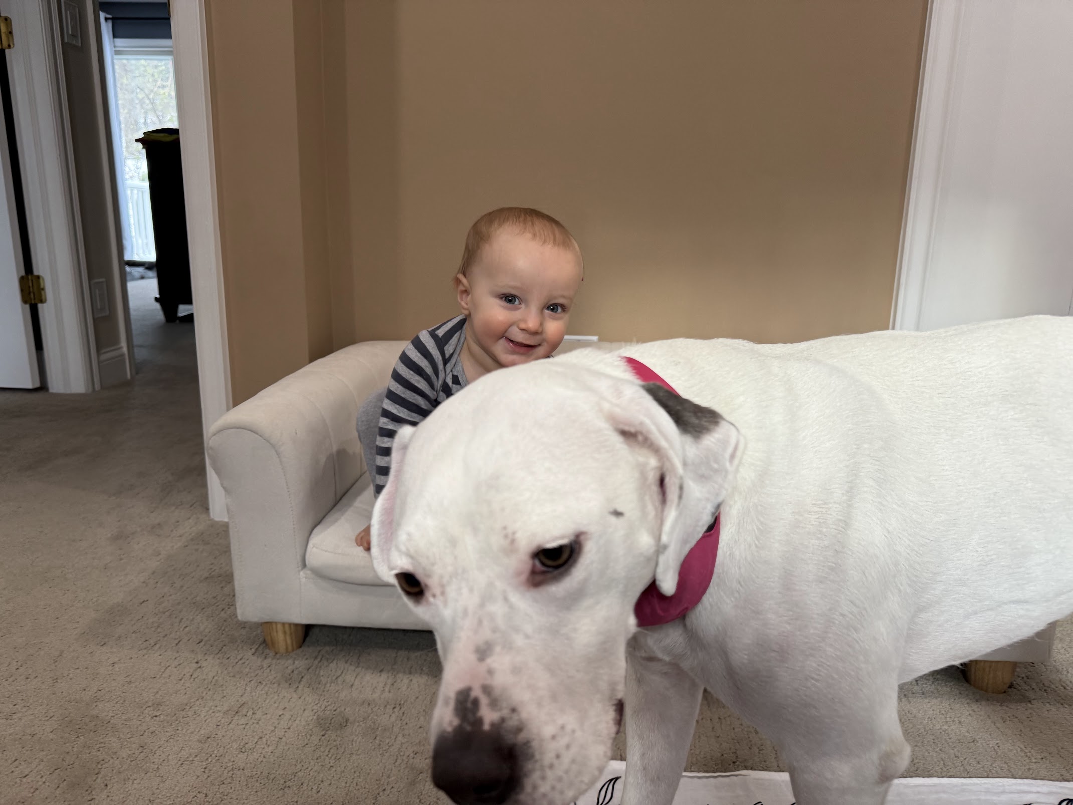 Toddler grinning behind pitbull on couch