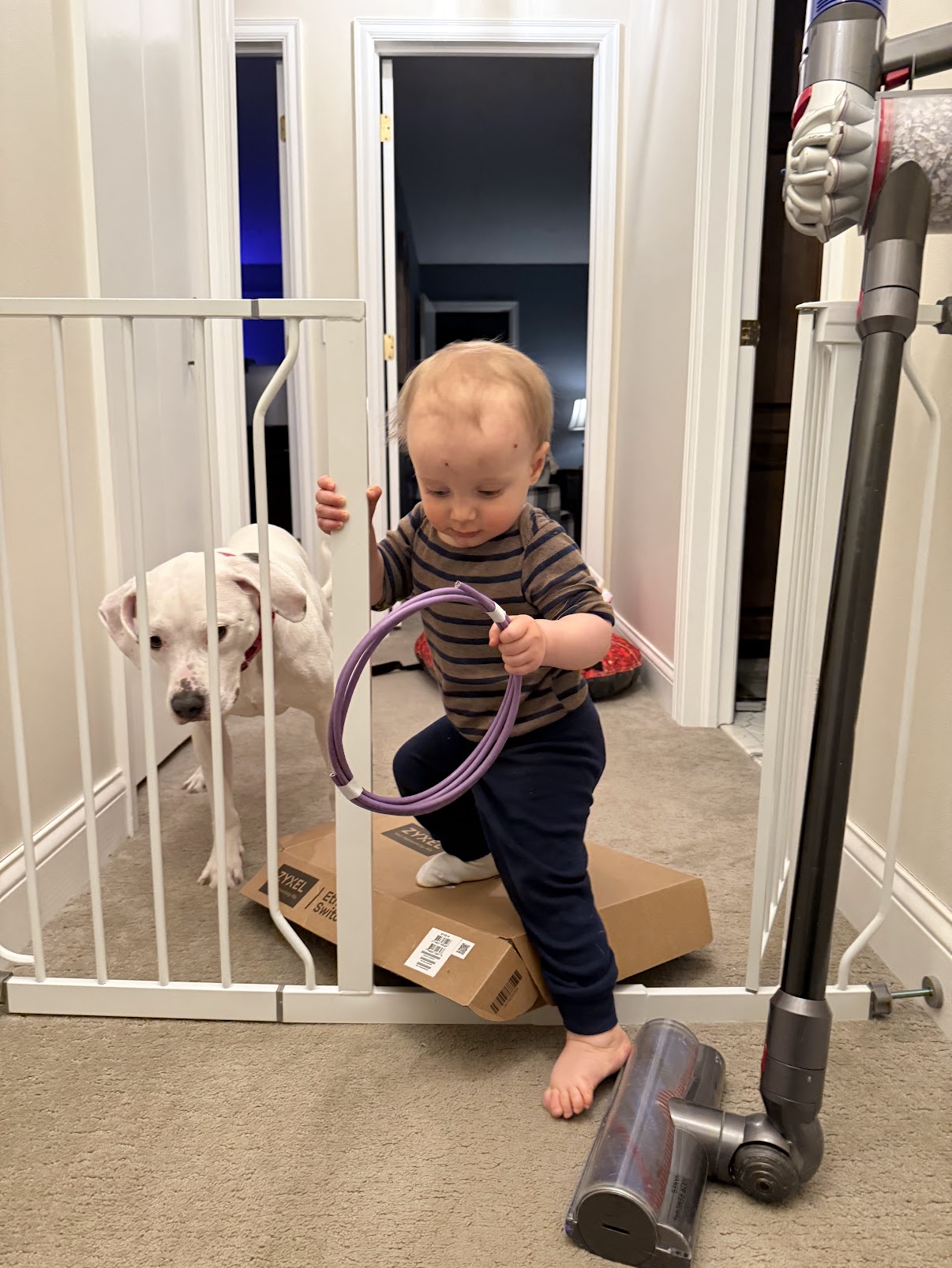 Toddler at baby gate while pitbull peeks through