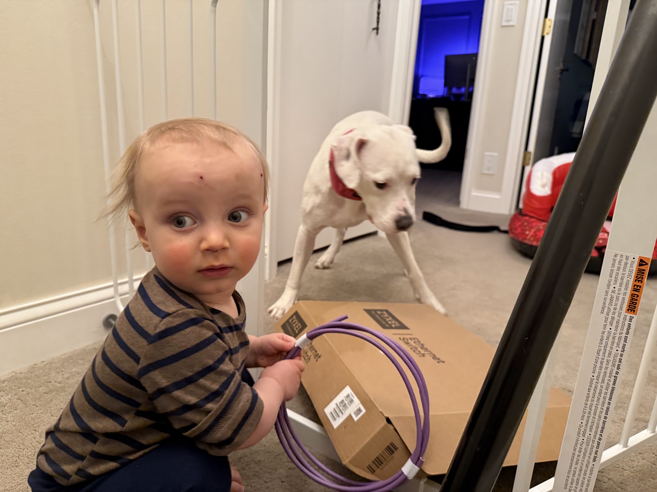 Toddler and pitbull in hallway